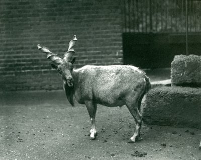 Un Markhor au Zoo de Londres, juin 1914 - Frederick William Bond